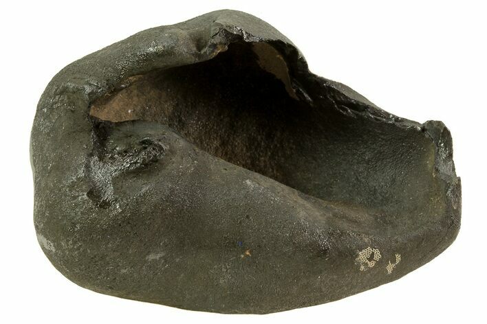 Fossil Whale Ear Bone - Miocene #69663